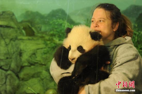 資料圖：2014年，美國華盛頓國家動物園大熊貓幼仔“寶寶”首次與公眾見面，乘興而來的美國各地民眾差點“擠爆”熊貓館。<a target='_blank' >中新社</a>發(fā) 張蔚然 攝