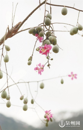 櫻花木棉 櫻花木棉