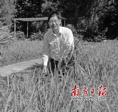 　　2011年，蕭潤君在中山故居農(nóng)耕展示區(qū)割稻子。資料圖片