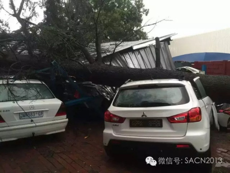 大樹倒下砸中華人停車場數(shù)部車輛。（南非《華僑新聞報》）