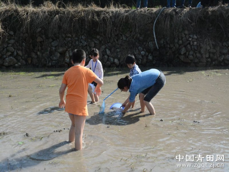大人小孩齊發(fā)力，一起抓田魚