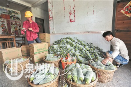 施良機(jī)(左)在同是右手殘疾的林連生(右)帶領(lǐng)下創(chuàng)建絲瓜基地。 (戴涵琦 攝)