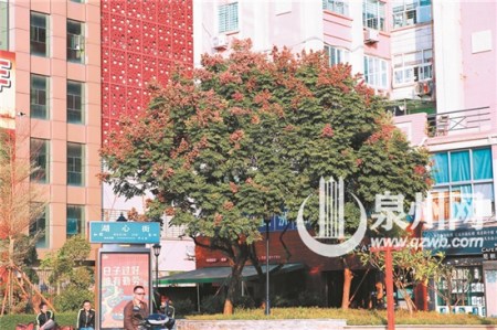 臺灣欒樹 臺灣欒樹