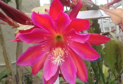 院子里盛開(kāi)的曇花，此外還有各種玫瑰。(美國(guó)《僑報(bào)》/劉老師提供)