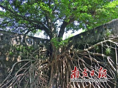 揭陽惠來沿海海絲遺跡之澳角炮臺