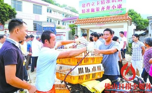 駐云浮郁南縣的村干部用幫扶資金購買雞苗免費發(fā)給貧困戶。 　　/佛山日報記者黃曉晴攝