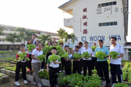 師生與義工們開心的收割年菜——“黃金菜”，寓意人人“黃金滿載”，討個(gè)好彩頭?。R來(lái)西亞《星洲日?qǐng)?bào)》）