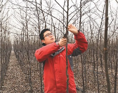 為了讓林下種植的作物生長的更好，每年冬天劉曉都會(huì)修剪樹枝。