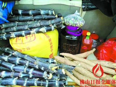 節(jié)后返回禪城的簡先生車尾箱內(nèi)裝滿親人送的甘蔗、木薯等家鄉(xiāng)特產(chǎn)。