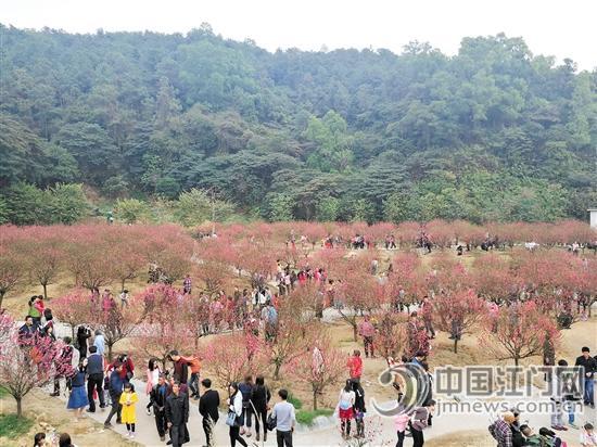 白水帶桃花競放迎來八方來客。