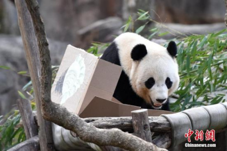 資料圖片：旅美大熊貓“寶寶”。<a target='_blank' >中新社</a>記者 刁海洋 攝