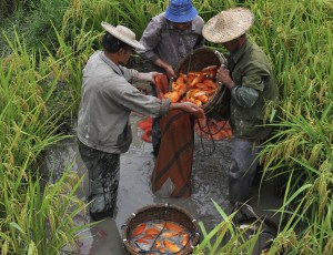 小舟山稻魚(yú)共生項(xiàng)目之田魚(yú)豐收 小舟山稻魚(yú)共生項(xiàng)目之田魚(yú)豐收