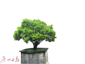 　禪城祖廟的一棵九里香樹齡超過510年。 廣州日?qǐng)?bào)全媒體記者溫利、黃健源攝