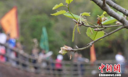 2017潮州橡木花會旅游周12日在廣東潮州開幕?！￡悊⑷?攝