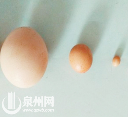普通雞蛋、小雞蛋與袖珍蛋放在一起，三者巨大的“身高差”簡直萌翻了。