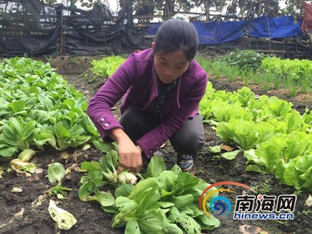 陳云燕在摘菜。南海網(wǎng)記者 高鵬 攝