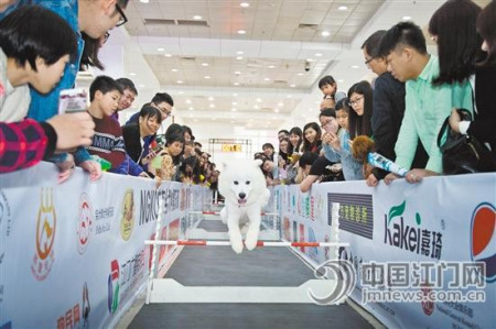 小狗跨欄比賽吸引了眾多市民。