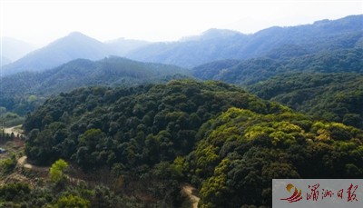 涵江大洋老鷹尖省級自然保護(hù)區(qū)生態(tài)林。