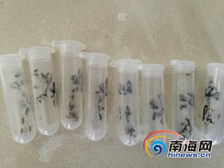 南橋衛(wèi)生院抓來的蚊子。南海網(wǎng)記者 高鵬 攝
