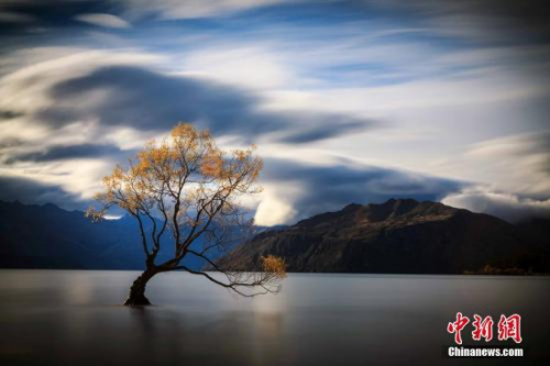 瓦納卡湖Lake Wanaka，新西蘭南島中西部湖泊，為新西蘭第四大湖。位于南阿爾卑斯山東麓，海拔280公尺，面積192平方公里。流域面積2543平方公里，為冰川堰塞湖，最深點(diǎn)可超過300公尺。四面環(huán)山，面積4776平方公里，只有約5000人口住在這里。湖里的樹看似孤獨(dú)，卻吸引了全世界人去圍觀。<a target='_blank' >中新社</a>發(fā) 張鐘明 攝
