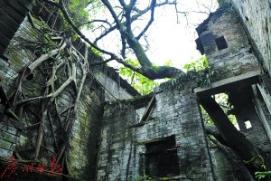 一座老宅內長出了參天大樹，樹根盤踞在青磚墻上。