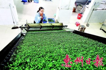 自動化設(shè)備將殺青后的茶葉送進(jìn)烘干爐。
