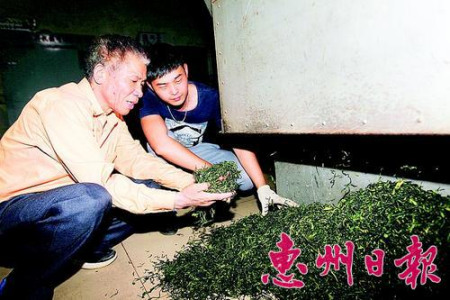 茶廠負(fù)責(zé)人溫杰英（左）和工人查看第一批春茶品相。
