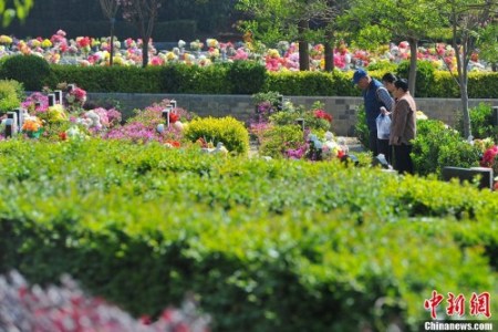 來(lái)掃墓的民眾為親友獻(xiàn)上鮮花。<a target='_blank'  >中新網(wǎng)</a>記者 任東 攝