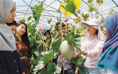 “洋學(xué)生”在三亞南繁研究院實驗基地學(xué)習(xí)。海南日報記者 武威 攝 “洋學(xué)生”在三亞南繁研究院實驗基地學(xué)習(xí)。海南日報記者 武威 攝