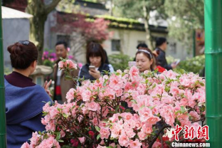 惠山古鎮(zhèn)內(nèi)的杜鵑花開的正當時。　孫權(quán) 攝