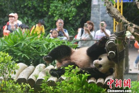 深圳野生動物園大熊貓秋浜首次出外場活動，吸引了眾多游客駐足觀看。　李木生 攝