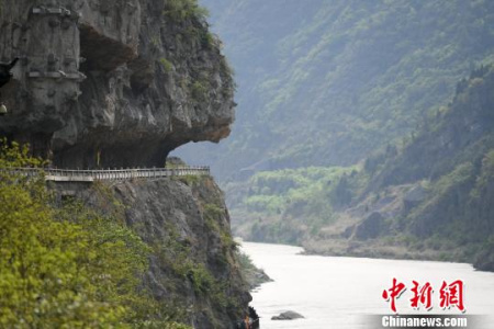 棧道依山傍勢、凌空架木，在青翠的山間盤旋延伸。張浪 攝