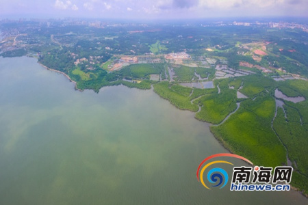 俯瞰文昌八門灣紅樹林海上森林公園初露新顏。
