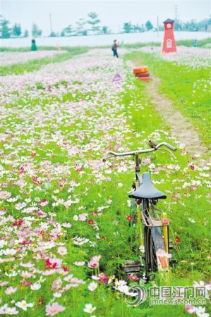 五彩繽紛的格?；?、大紅色的風(fēng)車……從本周起，新會(huì)睦洲鎮(zhèn)石板沙開啟“花田喜事”。