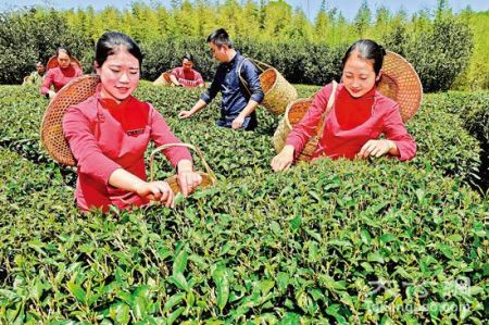 泉州古城茶農(nóng)采茶/圖片來(lái)源網(wǎng)絡(luò) 泉州古城茶農(nóng)采茶/圖片來(lái)源網(wǎng)絡(luò)