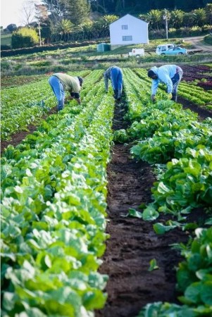5月初，收割（新西蘭先驅(qū)報(bào)中文網(wǎng)）