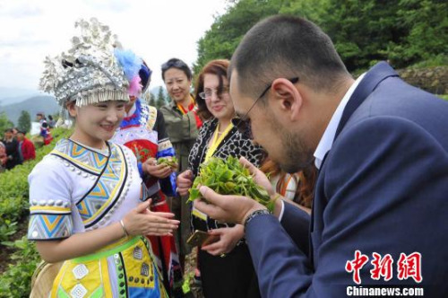 五峰優(yōu)質(zhì)茶葉引來海外客商關(guān)注?！＄娦?攝