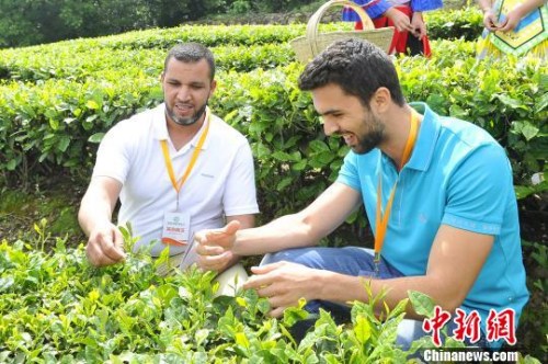 海外客商體驗(yàn)茶葉采摘樂趣。　鐘欣 攝
