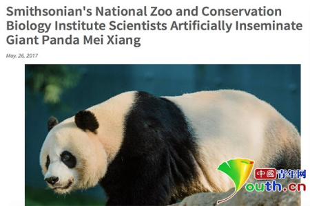 華盛頓國家動(dòng)物園發(fā)布消息稱對大熊貓美香進(jìn)行人工授精。