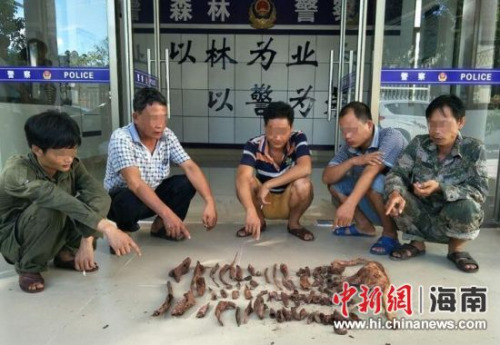 圖為違法行為人陳某英等5人指認盜挖的降真香。萬寧市森林公安局供圖