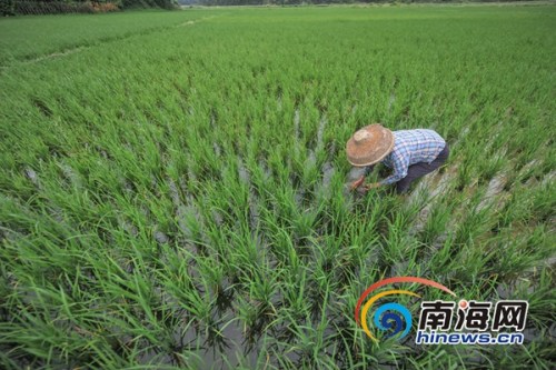 6月21日，萬寧市龍滾鎮(zhèn)村民在田間進(jìn)行晚稻插秧，據(jù)了解，當(dāng)日是農(nóng)歷二十四節(jié)氣中的立夏，正是晚稻插秧苗的好時節(jié)，海報全媒體中心記者 袁琛攝