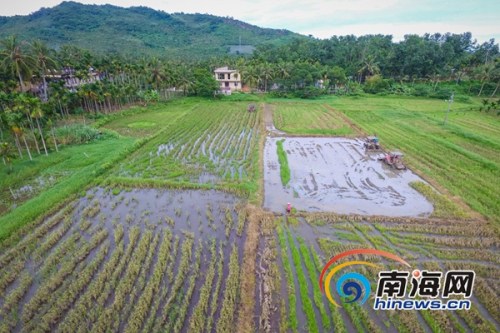 6月21日，萬寧市龍滾鎮(zhèn)村民在田間進(jìn)行晚稻插秧，據(jù)了解，當(dāng)日是農(nóng)歷二十四節(jié)氣中的立夏，正是晚稻插秧苗的好時節(jié)，海報全媒體中心記者 袁琛攝