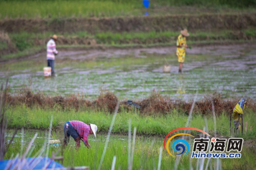 6月21日，萬寧市龍滾鎮(zhèn)村民在田間進(jìn)行晚稻插秧，據(jù)了解，當(dāng)日是農(nóng)歷二十四節(jié)氣中的立夏，正是晚稻插秧苗的好時節(jié)，海報全媒體中心記者 袁琛攝
