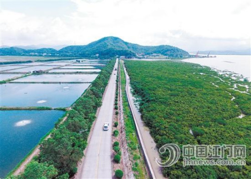 鳥(niǎo)瞰恩平港，成片紅樹(shù)林盡收眼底。 吳滿(mǎn)揚(yáng) 攝