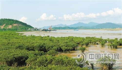 紅樹(shù)林根系發(fā)達(dá)，可護(hù)堤固灘。 徐衛(wèi)良 攝