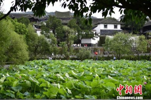 圖為和順古鎮(zhèn)中盛開的荷花。　劉冉陽 攝