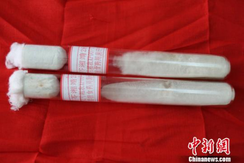 走出國門的茯苓純菌絲種“湘靖28號”?！『捂?攝