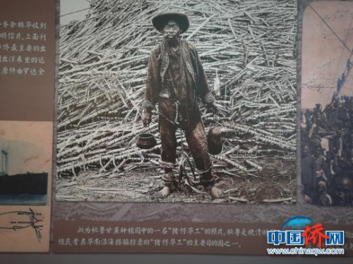 銀信博物館內(nèi)展出早年出洋華工照片。郭軍 攝