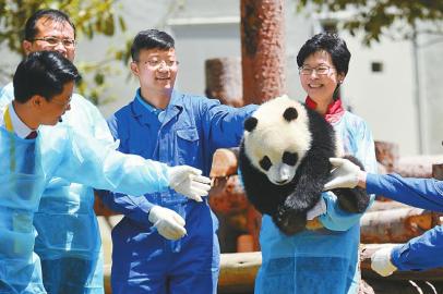 林鄭月娥抱起“冰冰”。 中國大熊貓保護研究中心供圖