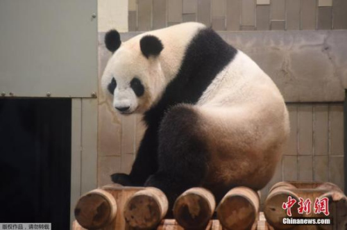 當(dāng)?shù)貢r(shí)間2017年6月12日，東京上野動物園的雌性大熊貓“真真”產(chǎn)下一只幼崽。上野動物園大熊貓產(chǎn)子是5年來第一次，上次得追溯到2012年。（資料圖）